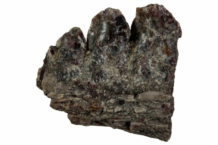 Triassic Fossil Synapsid (Dimetrodon) Jaw Section - Texas #315727